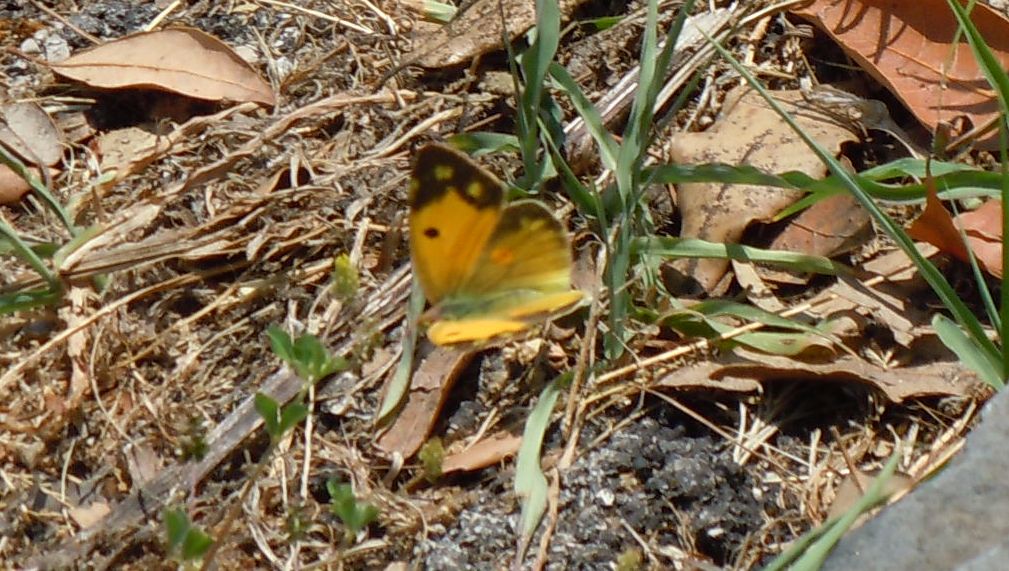 Colias crocea?